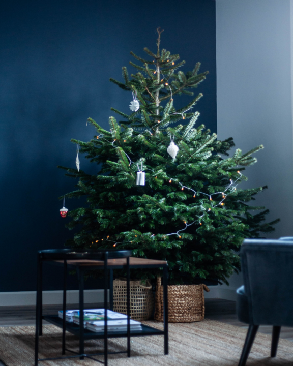Kerstboom kopen in Wageningen | Tuincentrum de Oude Tol