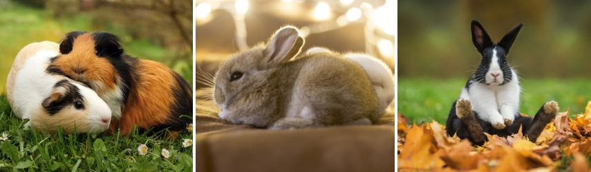 knaagdier - cavia - konijn - online dierenwinkel