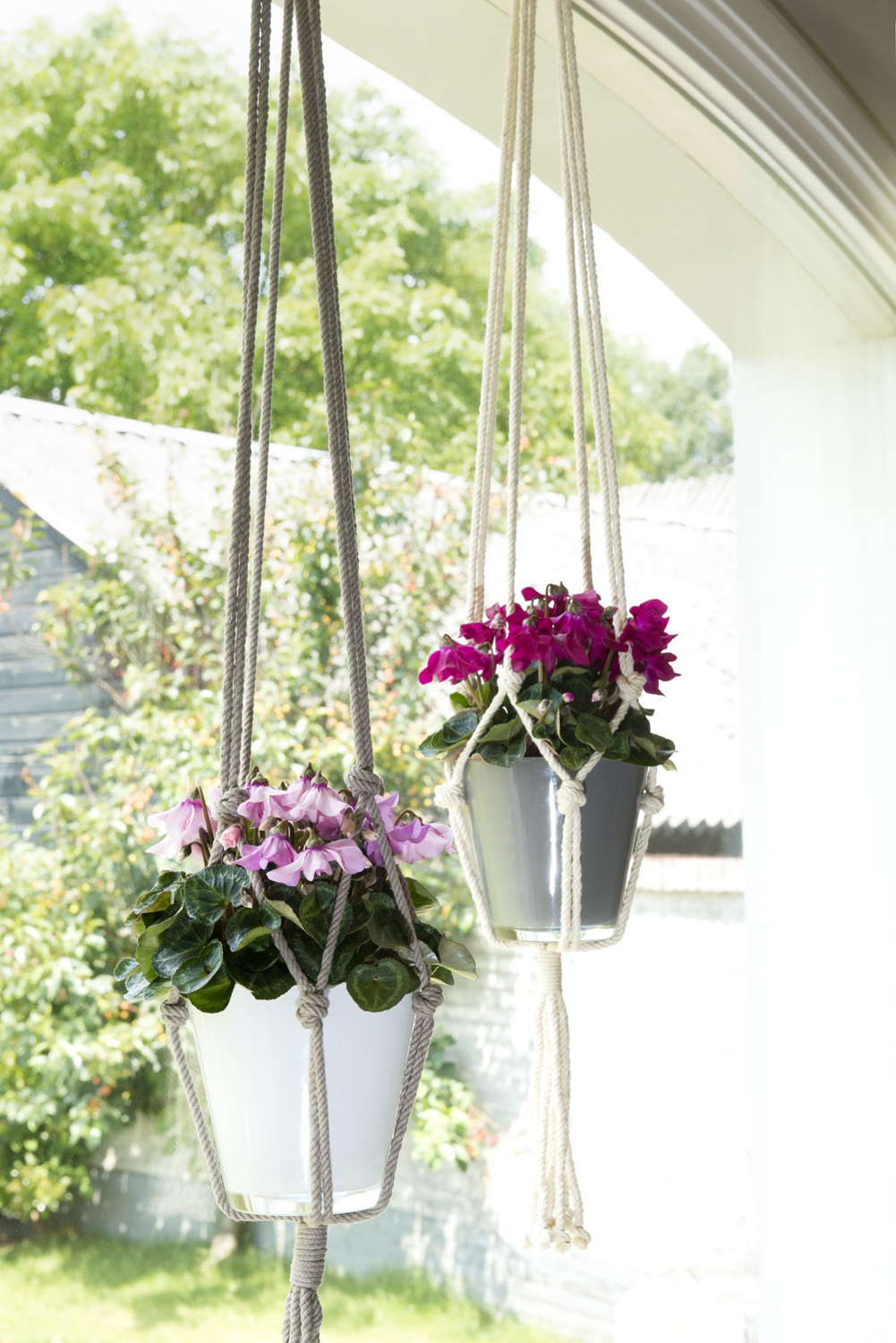 Bloeiende kamerplanten | Tuincentrum De Oude Tol
