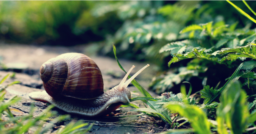 tips voor het voorkomen van een slakkenplaag