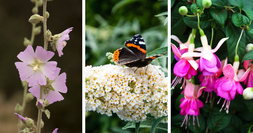 Tuinplanten die hitte overleven | De Oude Tol