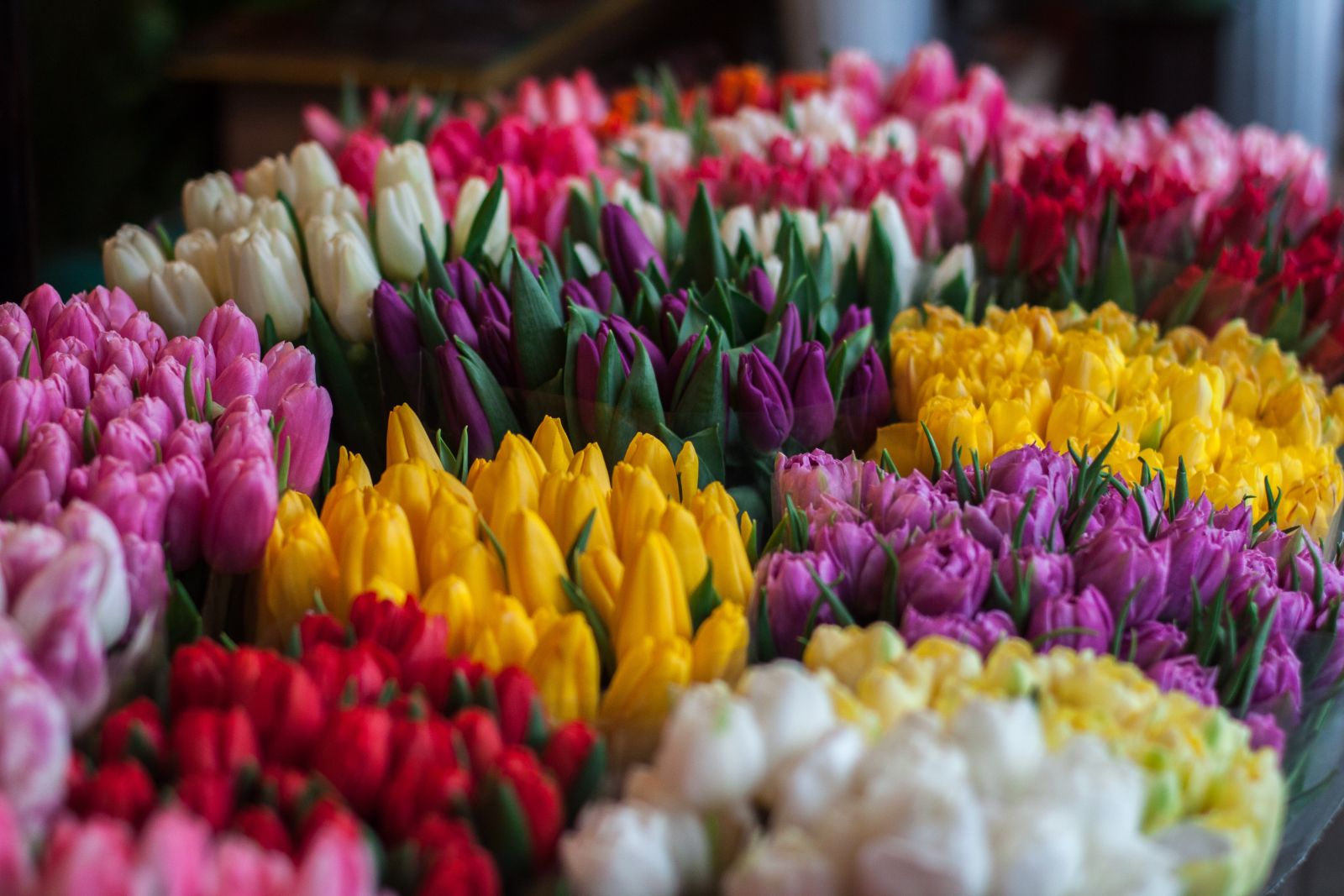 toewijzing last Referendum Bloemen Kopen in Wageningen? - Tuincentrum de Oude Tol