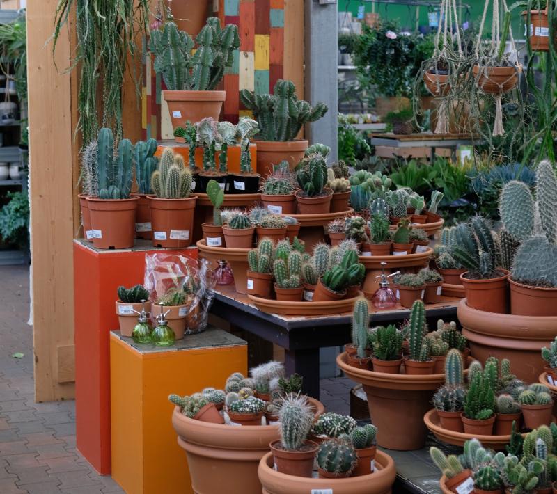Cactus of vetplant kopen | Tuincentrum de Oude Tol