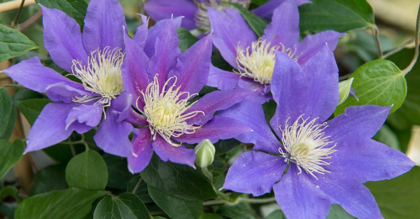 Clematis