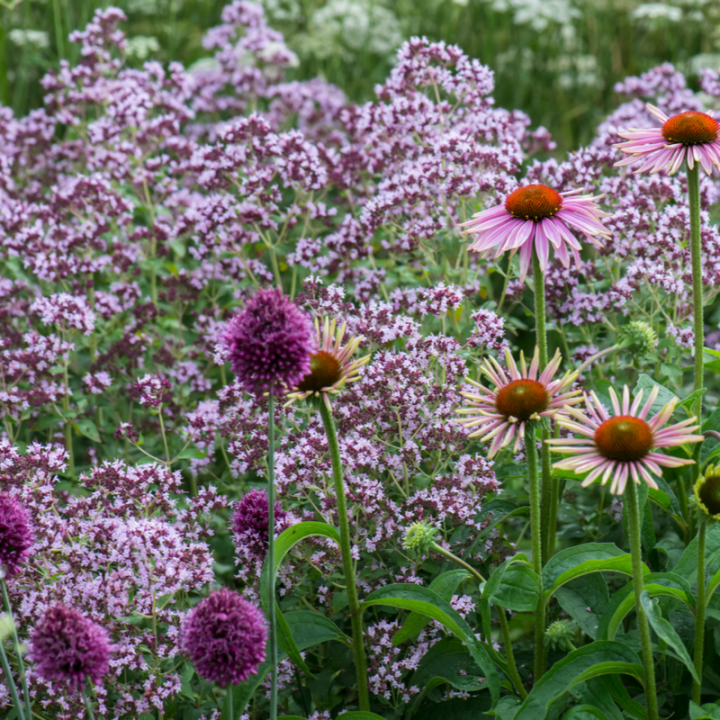 Vaste planten kopen | Tuincentrum De Oude Tol