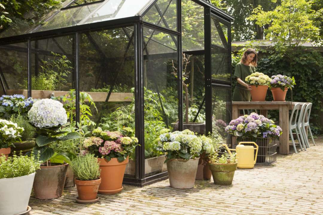 Perceptie Viool frequentie Vaste planten kopen | Tuincentrum de Oude Tol - Tuincentrum de Oude Tol