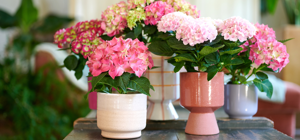 Kamerplanten #e12a71