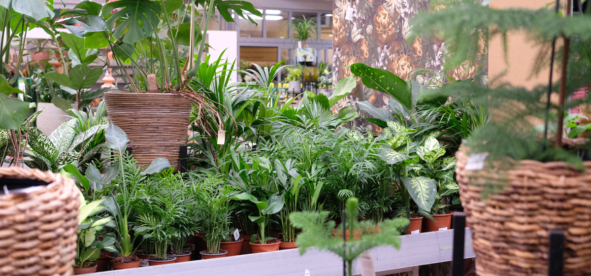 Luchtzuiverende kamerplanten