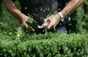 Snoeitips van een groenspecialist!