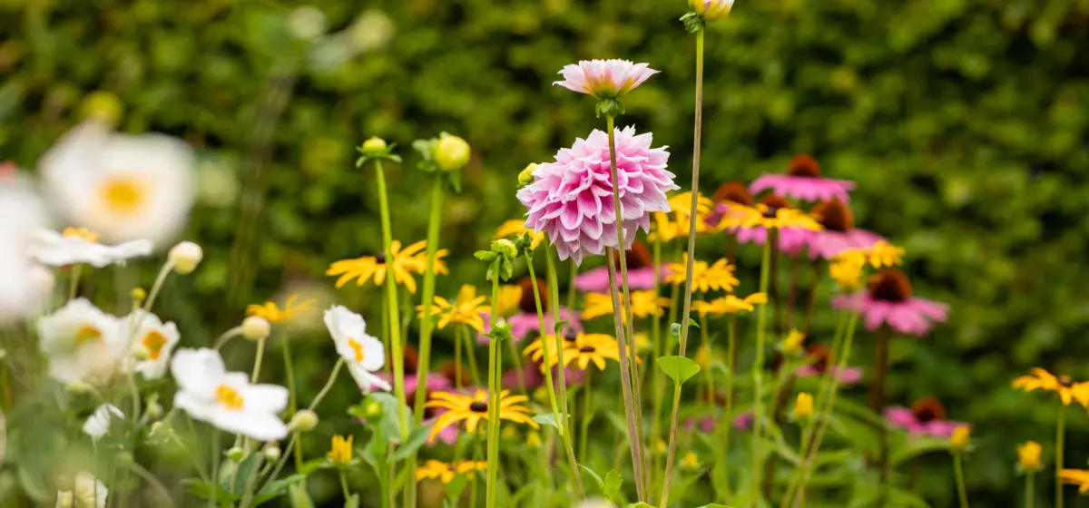 Tuinplanten #c94b8a