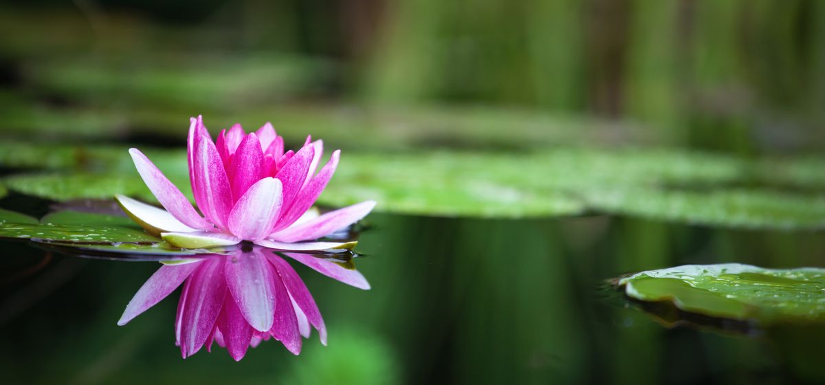 Waterplanten