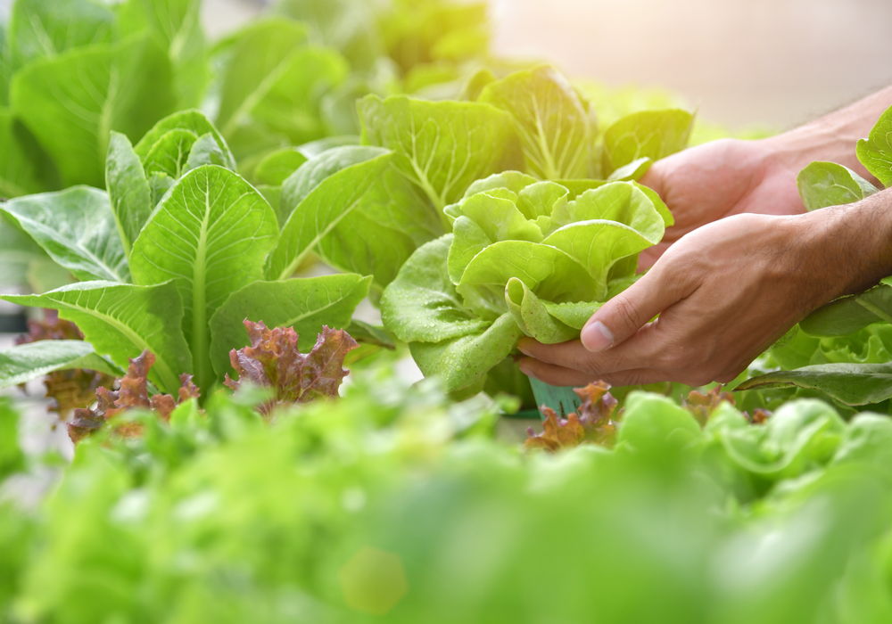 Moestuinartikelen kopen | Tuincentrum de Oude Tol