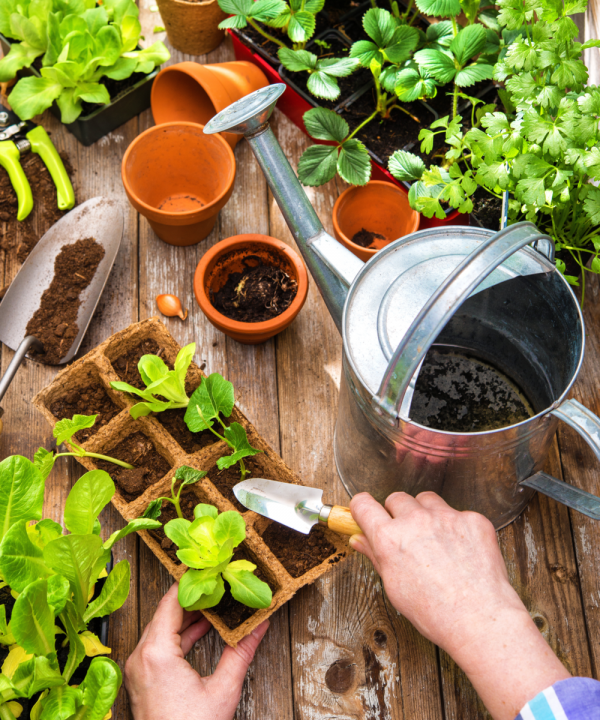 Moestuinartikelen kopen | Tuincentrum de Oude Tol