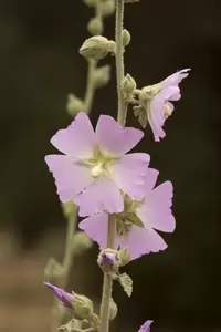 3 tuinplanten die de hitte makkelijk overleven