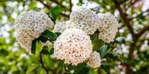 Een positieve tuin met inheemse planten