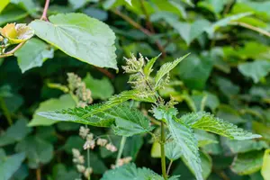 Onkruid eten? 7 verrassende planten die gewoon op je bord kunnen