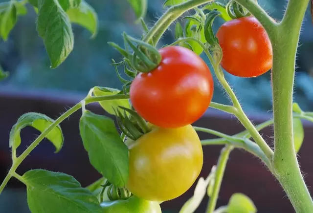 Tomaten kweken - Tuincentrum Oude Tol
