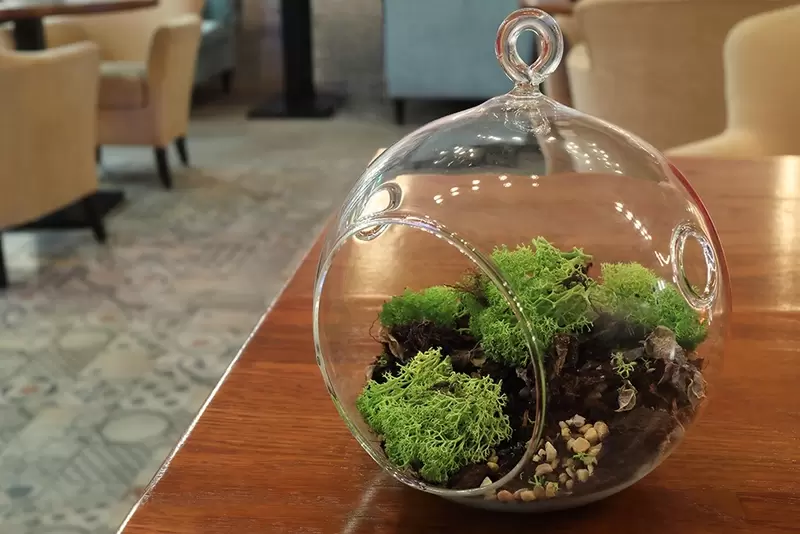 Kort geleden molecuul hebben Trend: terraria, groen in glas - Tuincentrum de Oude Tol