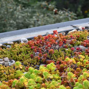 Uw tuin op simpele wijze vergroenen: 3 tips