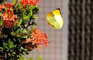 Vlindervriendelijk Tuinieren