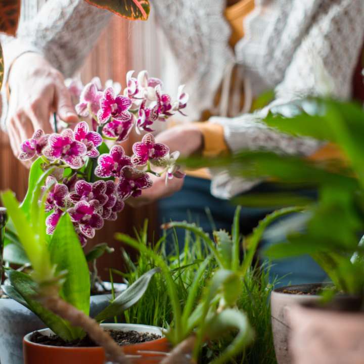 Bloeiende kamerplanten kopen | Tuincentrum De Oude Tol