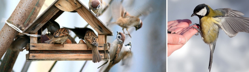 online dierenwinkel - vogels voeren - vogelhuisje