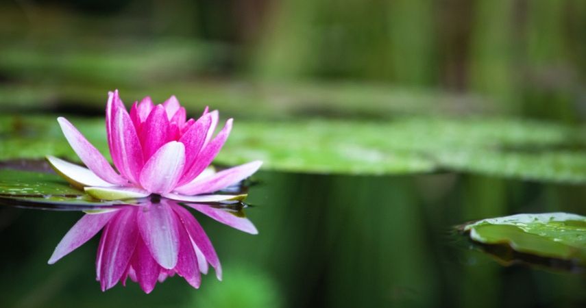 waterlelie kopen in wageningen