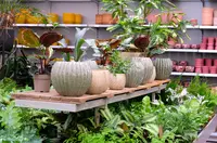 Kamerplantenafdeling