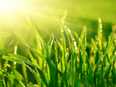 Graszoden kopen in Wageningen? Bestel ze bij Tuincentrum De Oude Tol!