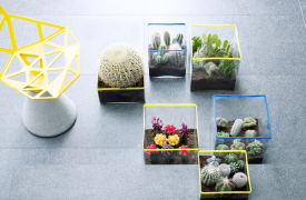 Cactussen en vetplanten