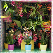 Bloeiende kamerplanten