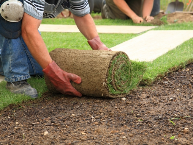 Portaal Helaas ongezond Graszoden kopen in Wageningen? Bestel ze bij Tuincentrum De Oude Tol!