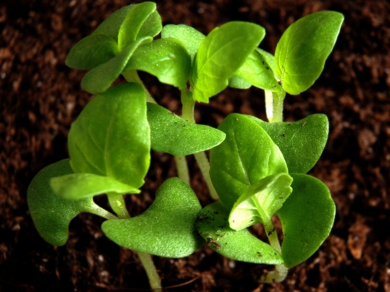 Tuinplanten kopen Veenendaal