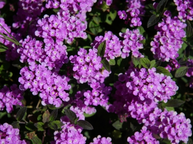 planten Nijmegen - Tuincentrum de Tol