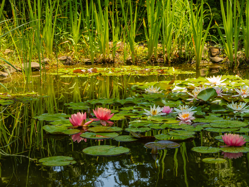 Vijverproducten kopen | Tuincentrum De Oude Tol