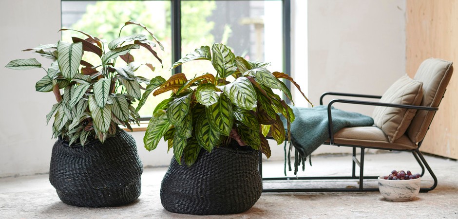 De Calathea verzorging en tips