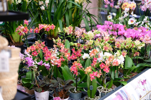 Bloeiende kamerplanten