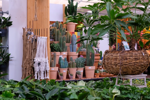 Cactussen en vetplanten