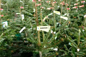 Kerstbomen