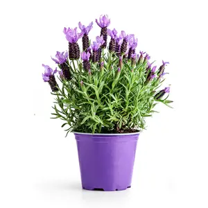 Lavendel