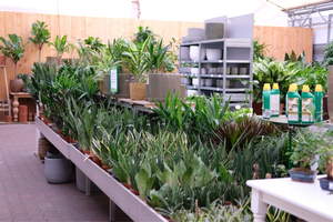 Luchtzuiverende kamerplanten